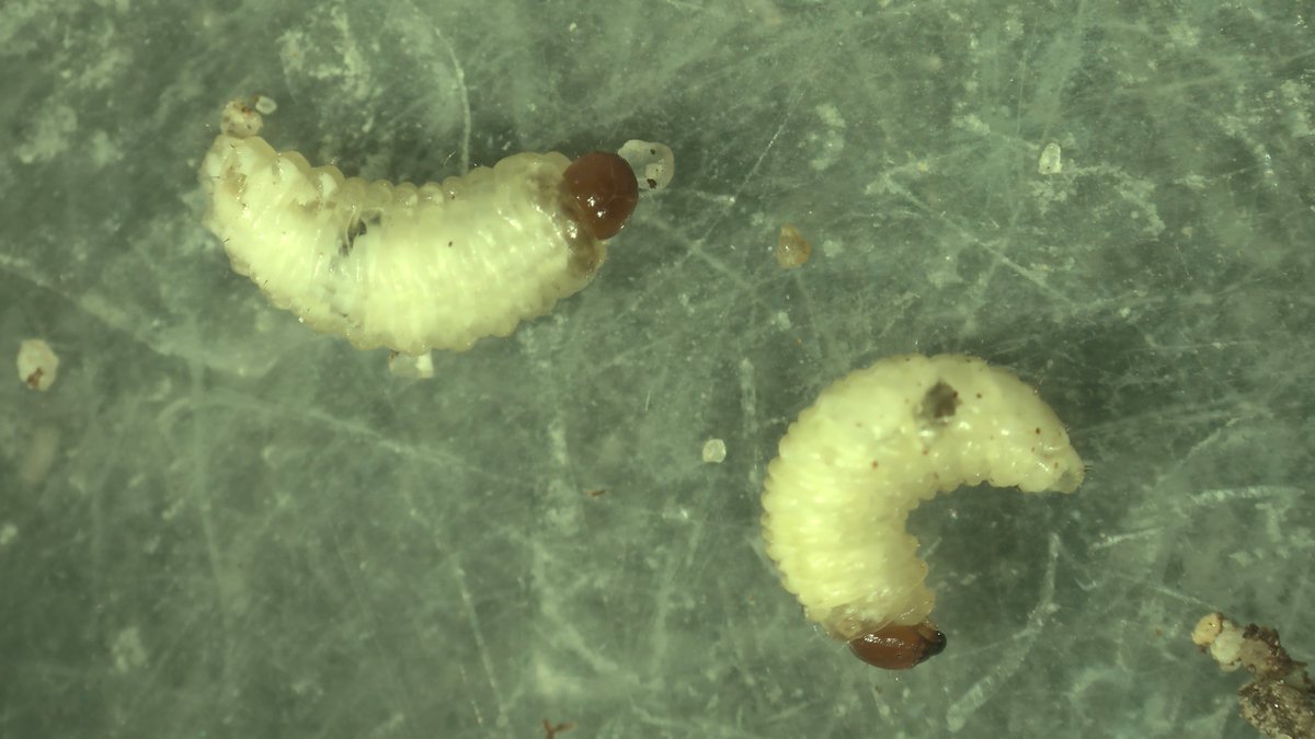 Paul Koch (@plkoch2) on Twitter photo Update to yesterday's update, today <a href="/kurtaculous/">Kurt Hockemeyer</a> diagnosed annual bluegrass weevil on bentgrass from SE WI, which was confirmed by @TurfEnto. It appears these critters pierced the cheddar curtain from previous infestations in northern IL. For more info: tdl.wisc.edu/annual-bluegra… Update to yesterday's update, today <a href="/kurtaculous/">Kurt Hockemeyer</a> diagnosed annual bluegrass weevil on bentgrass from SE WI, which was confirmed by @TurfEnto. It appears these critters pierced the cheddar curtain from previous infestations in northern IL. For more info: tdl.wisc.edu/annual-bluegra…