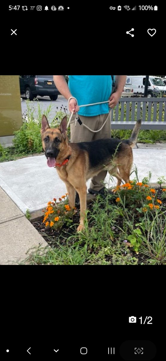 MyBoxerLuvMac1's tweet photo. 💔Casey💔
#NYCACC #208078 2y
▪️To Be Killed: 8/31 💉 

Special G.Shep's💔.
His fearfulness makes him cautious+🎯.
Smart, intuitive, needs stable environ, 2 gain his priceless, 4ever loyalty.
Needs loving, N.East #Foster.

DM @notthesameone2
Pls #Pledge
💞C
https://t.co/td0DTs9jTp https://t.co/Jifaw4EpJi