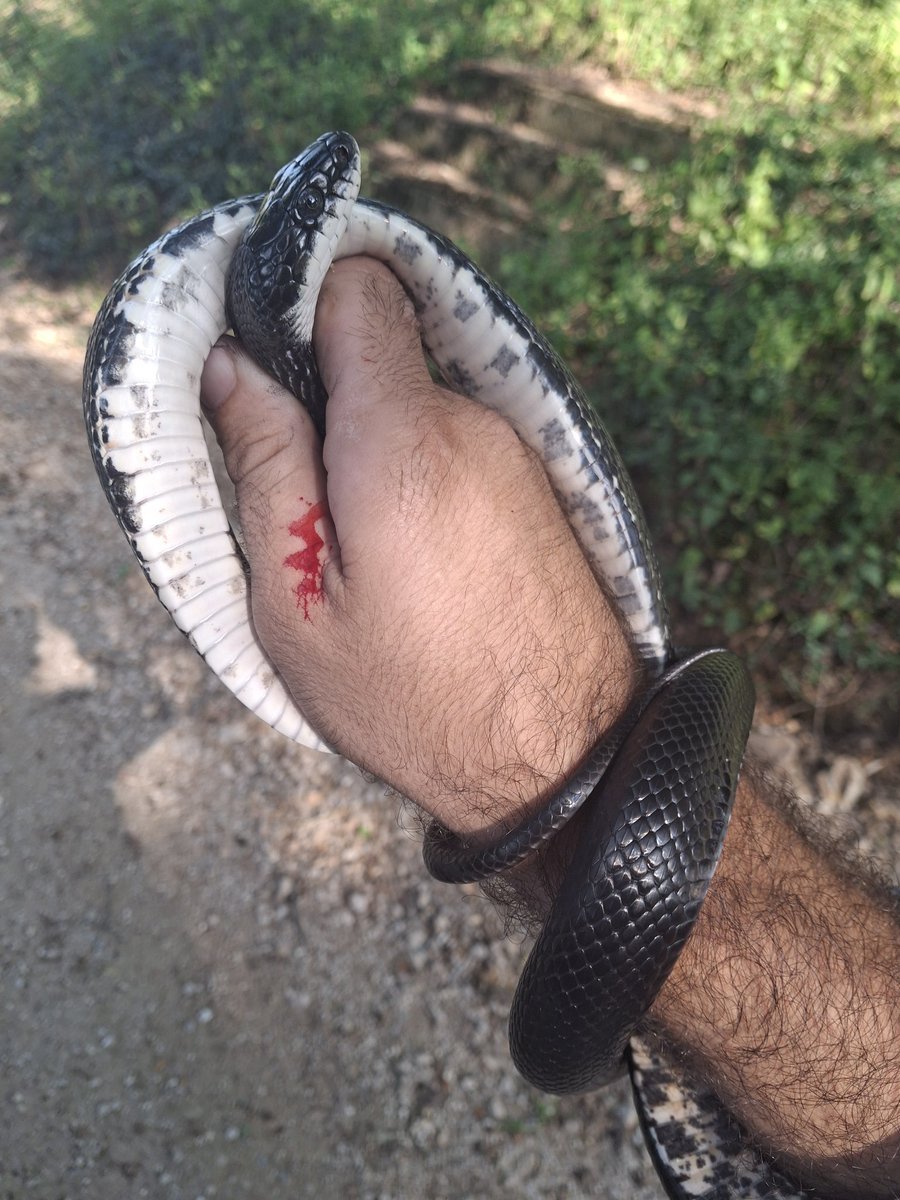 programmer1200's tweet image. She got me 😂 #Missouri #snakes