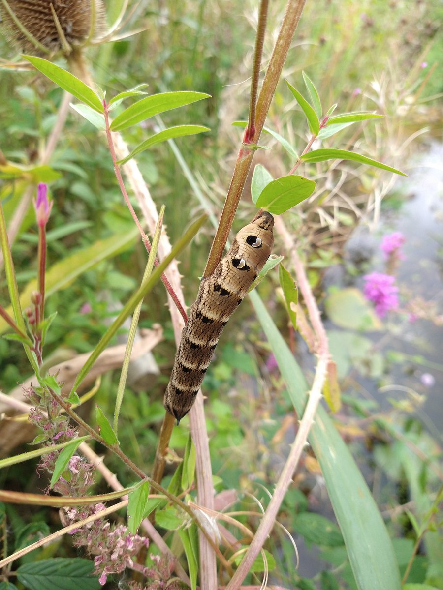 Nice to see a number of Elephant Hawkmoth Larvae popping up around the garden. Providing small wild areas/native planting/pond etc within the garden, even in an urban setting can benefit so many species. Gardens can be such a valuable resource to wildlife, please do your bit🙏