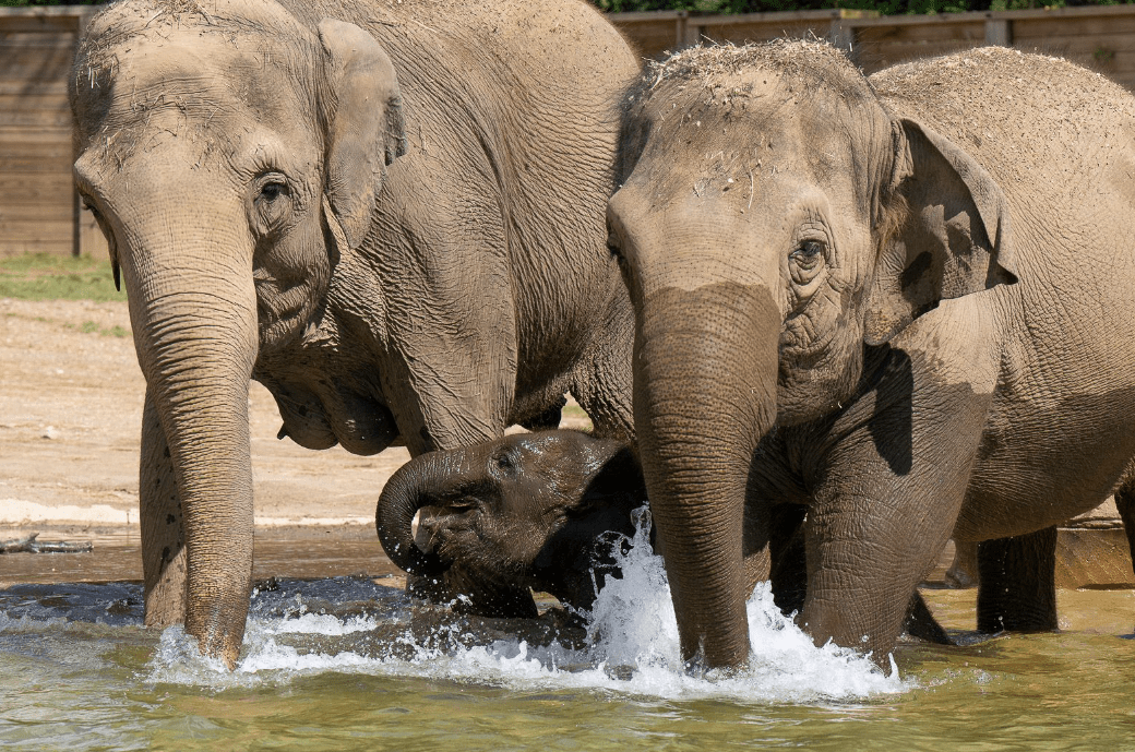 nbc4i's tweet photo. Two elephants at Columbus Zoo simultaneously pregnant by same father https://t.co/uN7X9KDsDz https://t.co/0c1uB9ii1X