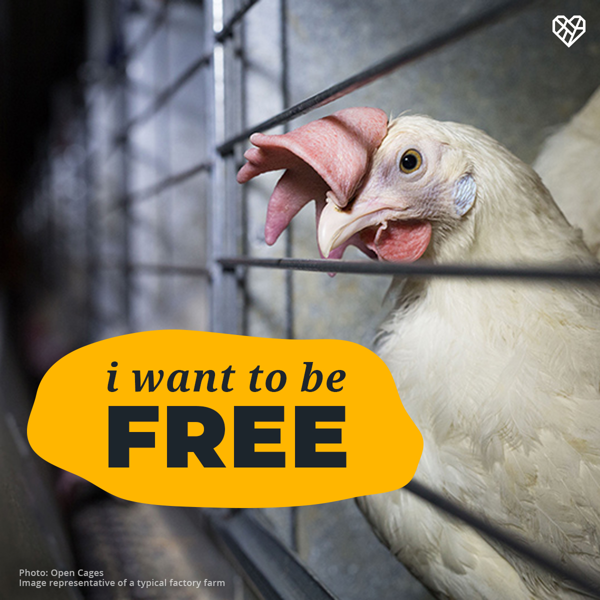 TheHumaneLeague's tweet photo. Corporations caging defenseless animals should be NAMED and SHAMED 👎
Shame on @kewpie_official!
Shame on @Hardees!
Shame on @tacojohns! https://t.co/vp05hOWgwN