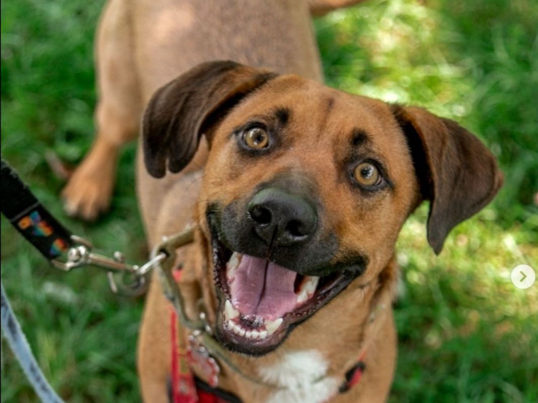 Withrow Market tweet media