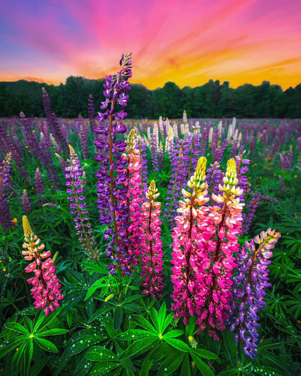 Summer is officially over in 3 weeks…yearning for that last surge of color 🌸