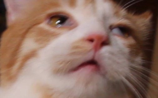 Gonzo Does Tweets🐈he/him tweet media