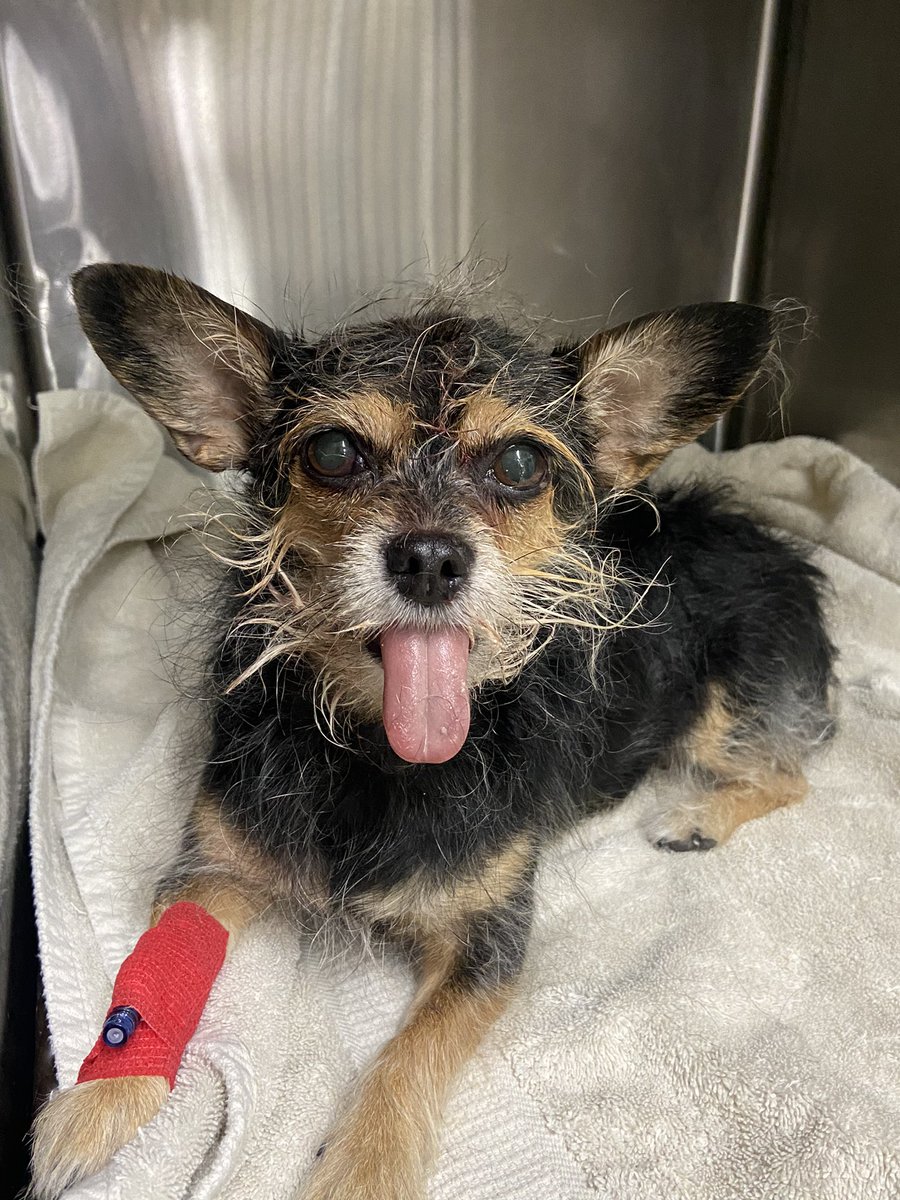 Kabasil24's tweet image. Those after dental pictures 🤣🤣 #vetmed #vettech #veterinary #dog #dental