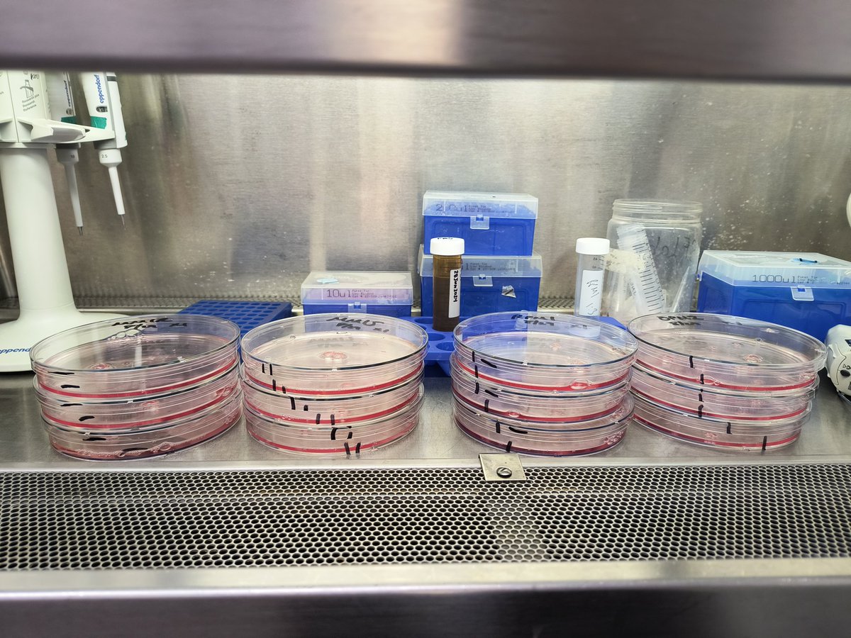 JessSFisher's tweet photo. I ❤️ running my lab.. creating new ideas, #mentoring, writing grants, teaching, etc. BUT doing the hands-on #lab work is still AWESOME 😎
#LabRocks #SilvaFisherlab #WomenInScience #LatinaInSTEM https://t.co/1ZjzR9aQqr