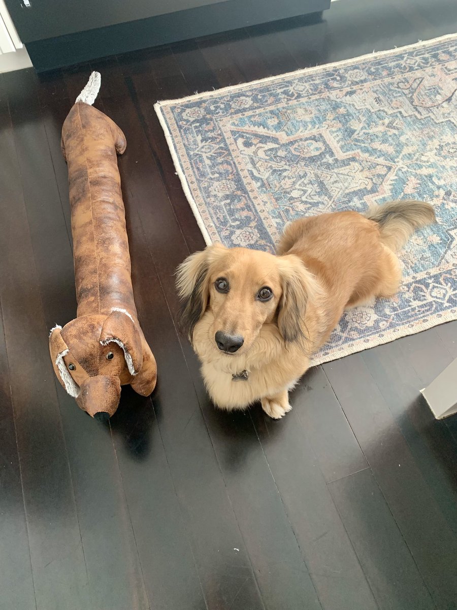 WinstonWeiner's tweet photo. Same same but different! Who dat? #dachshundlife https://t.co/UgsLW9axyR