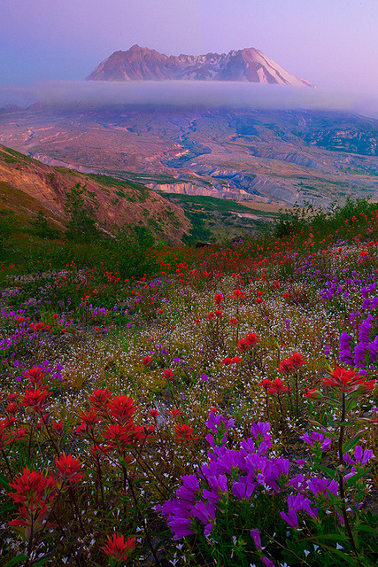Wildflowers, Mt. St. Helens, Washington #Wildflowers #Mt.St.Helens #Washington bucketlistbecky.com
