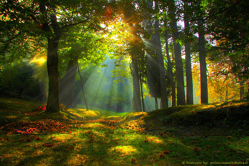 Sunray Forest, Emilia Romagna, Italy #SunrayForest #EmiliaRomagna #Italy andreabeckett.com