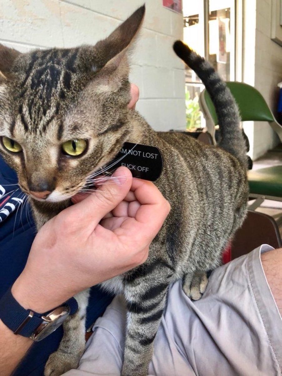 crimsonhours's tweet image. ⠀
⠀
ถ้าซิดเป็นแมว
⠀
⠀