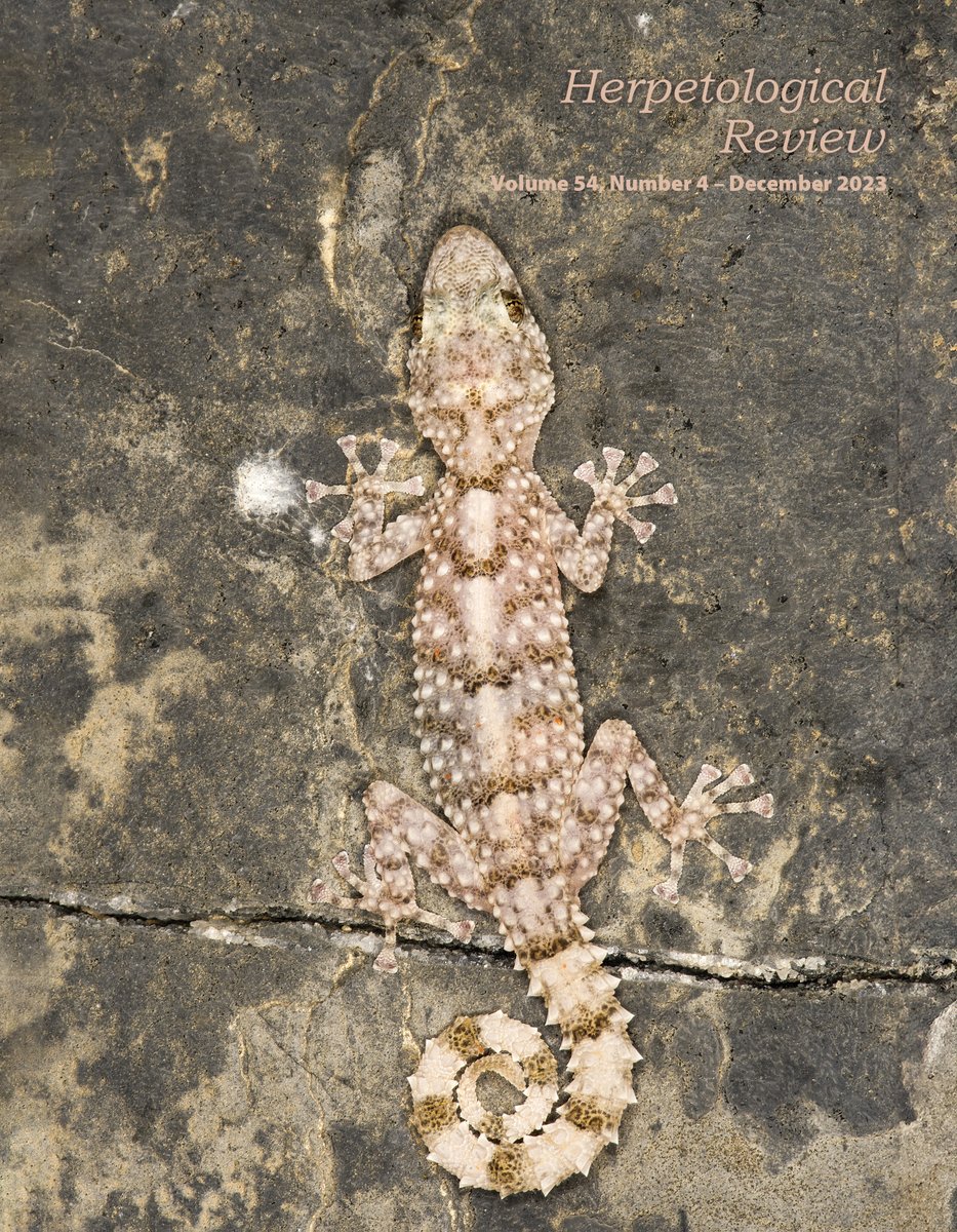 SSAR (@ssarherps) on Twitter photo Herpetological Review Volume 54, Number 4, is now available! 
The cover features an image of Asaccus montanus, a species of gecko endemic to the Hajar Mountains in Oman! 📸Johannes Els
SSAR members can read it here: ssarherps.org/herpetological… Herpetological Review Volume 54, Number 4, is now available! 
The cover features an image of Asaccus montanus, a species of gecko endemic to the Hajar Mountains in Oman! 📸Johannes Els
SSAR members can read it here: ssarherps.org/herpetological…
