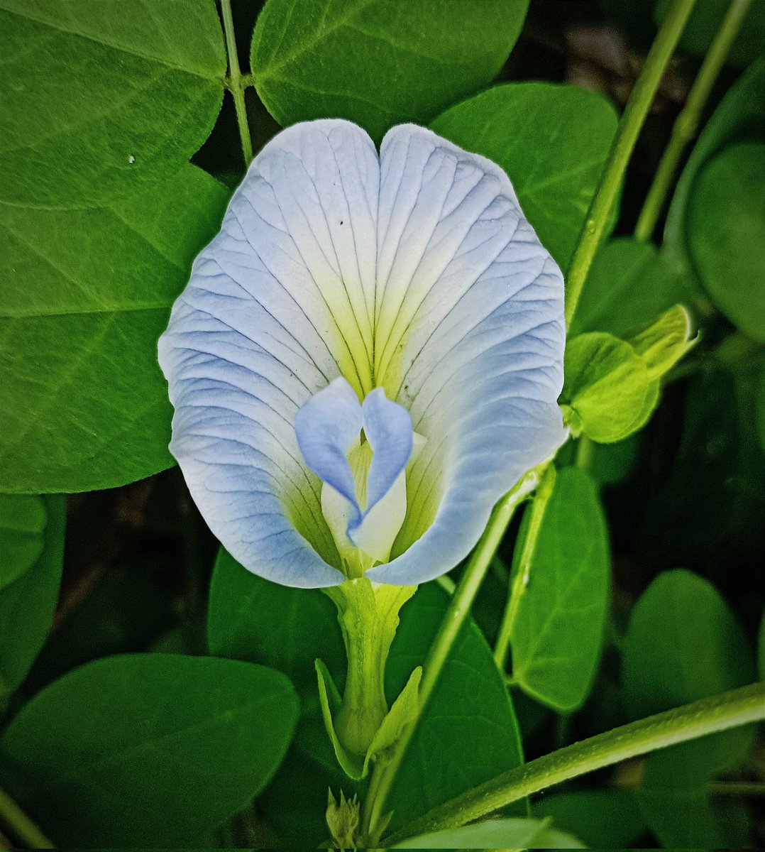satbasani's tweet photo. Asian pigeonwings flower
#ClitoriaTernatea
#DarwinPea
#Fabaceae family
#శంకుపుష్పం https://t.co/ZyjokiXO7z