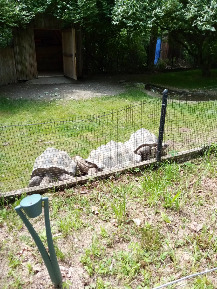 aurora_flame's tweet photo. Enjoyed going to the zoo recently https://t.co/L74LJtmRVp