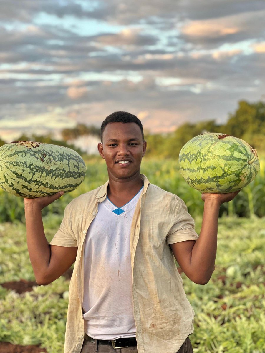 Good morning, another bumper harvest from a young farmer from Mandera County. #farming_254 <a href="/WFP_Kenya/">WFP in Kenya</a> <a href="/InvestinKEA/">USAID's Kenya Investment Mechanism</a>