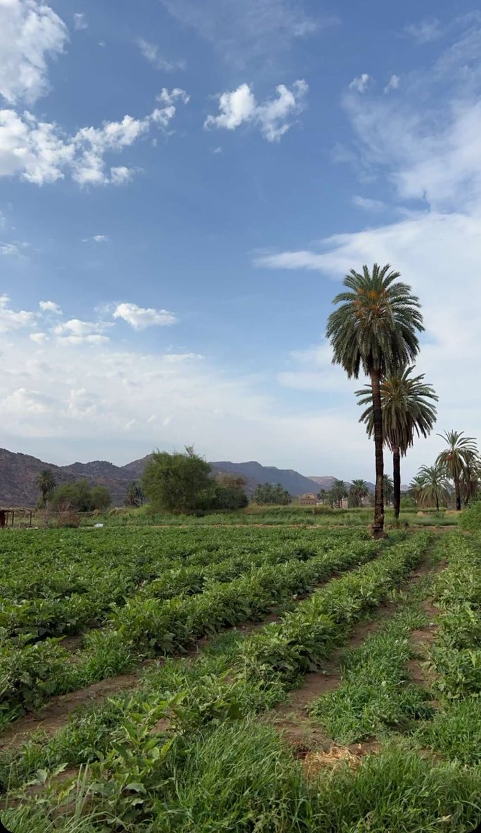 صلـوا علـى من أضـاء الگـون نـــورًا ﷺ 🤍

#المدينة_الان