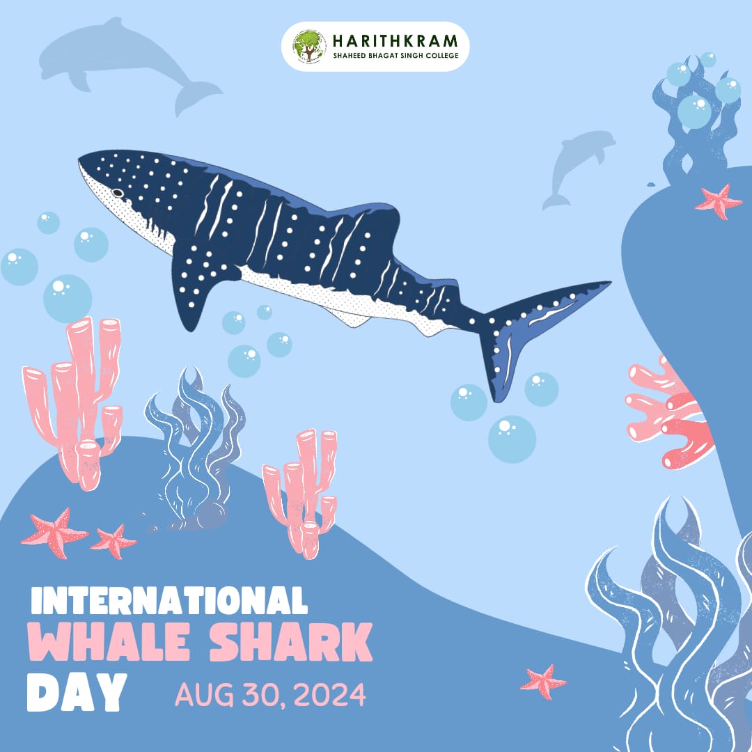 harithkram's tweet photo. #InternationalWhaleSharkDay! Despite their size, whale sharks are gentle giants facing alarming threats. The 2024 theme, "Why The Gentle Giants Need Our Attention," highlights their plight as they've moved from vulnerable to endangered. Let's act to protect them! #Harithkram https://t.co/DbbIgADx2K