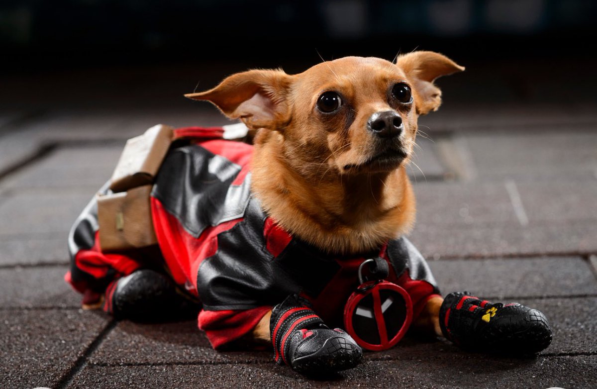 Spatcave's tweet photo. The newest #dogpool is on patrol and ready for adventure! @VancityReynolds #DeadpoolAndWolverine #deadpool @RealHughJackman @Marvel @DragonCon photos by @bryanhumphrey https://t.co/nlfWe3tlZv