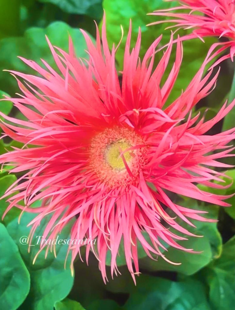 _tradescantia's tweet photo. Dahlia is not disheveled, she is just exercising her right to freedom of expression. #dalhia #FlowersOnFriday #PinkFlowers #FridayVibes #nature #MyGarden #WeekendVibes https://t.co/JQ3CuBoZ5W