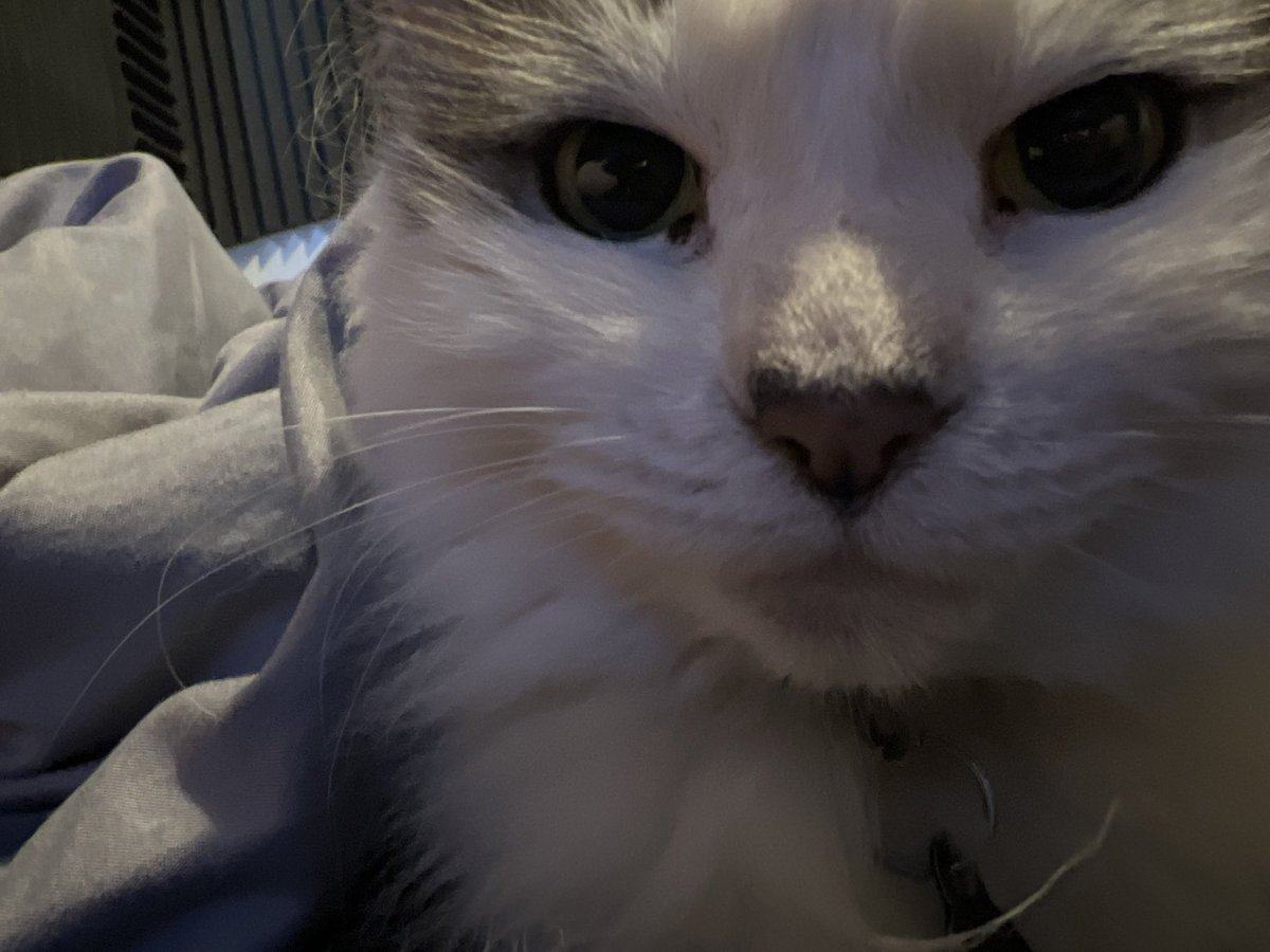 Goodguylepi's tweet image. Goodbye my sweet baby ❤️