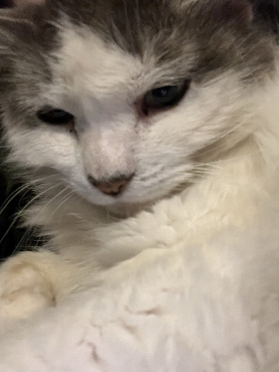 Goodguylepi's tweet image. Goodbye my sweet baby ❤️