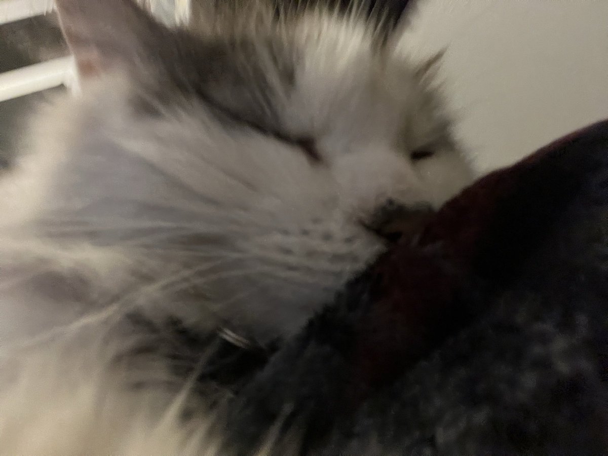 Goodguylepi's tweet image. Goodbye my sweet baby ❤️