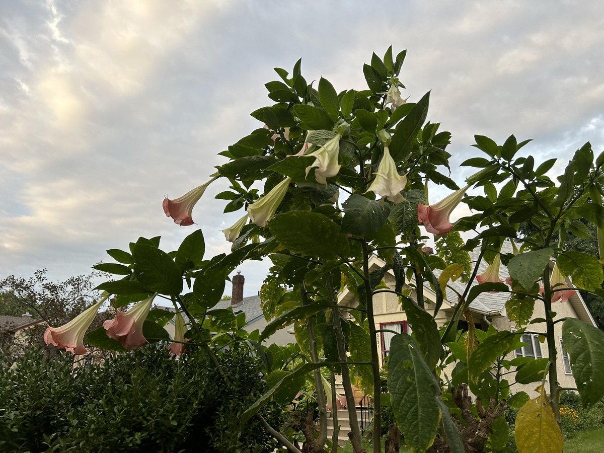 LongfellowMN tweet media