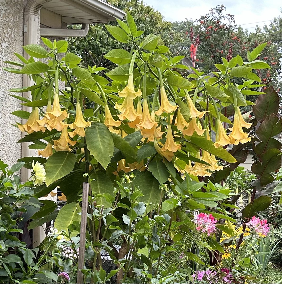 LongfellowMN tweet media