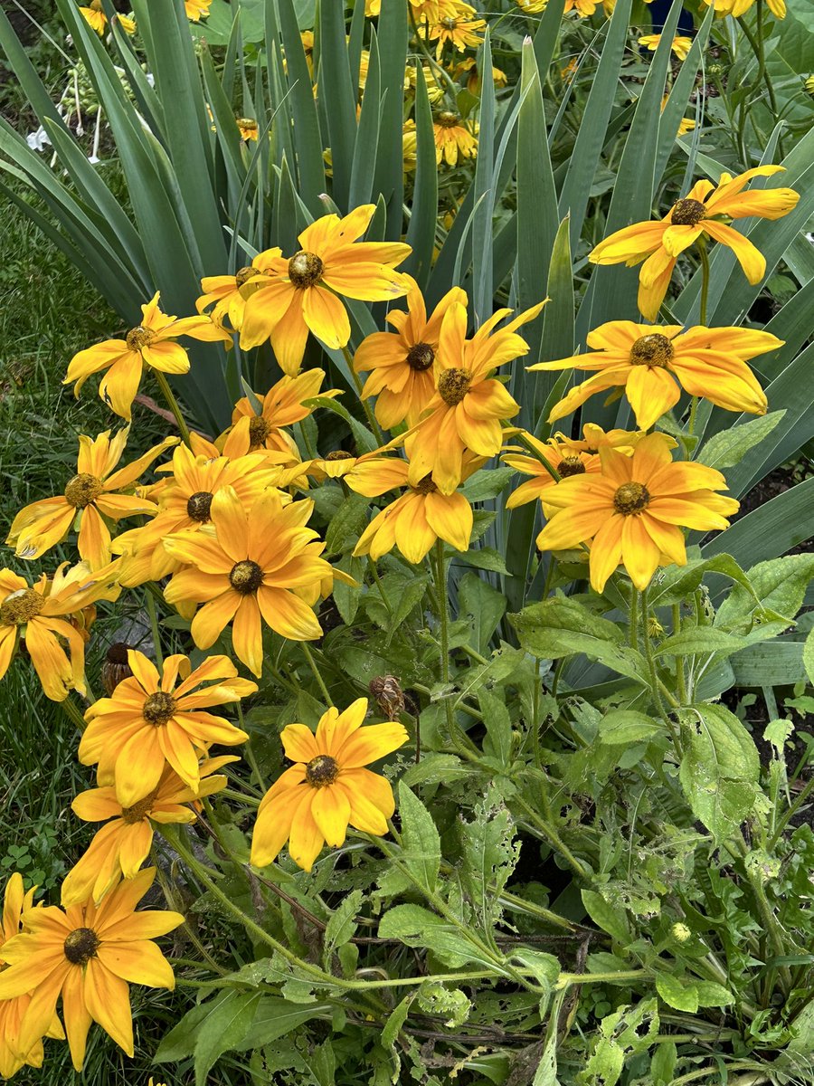 LongfellowMN tweet media