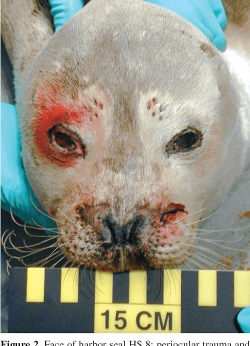 _derekmink_'s tweet photo. @JustWxirdo I have a picture of a harbor seal after being raped by a sea otter, and I was genuinely disgusted, it showed what the seal was like inside. https://t.co/5MkhLU0zU8