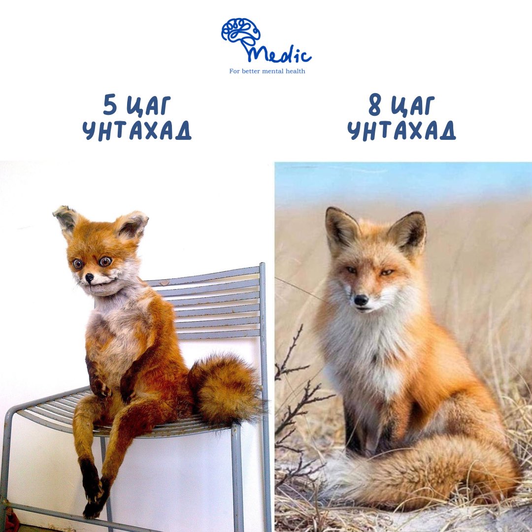 medicmhelp's tweet photo. Өглөөний мэнд
Өнөөдөр аль үнэг шиг сэрэв🦊 https://t.co/EgOqLSZqHS