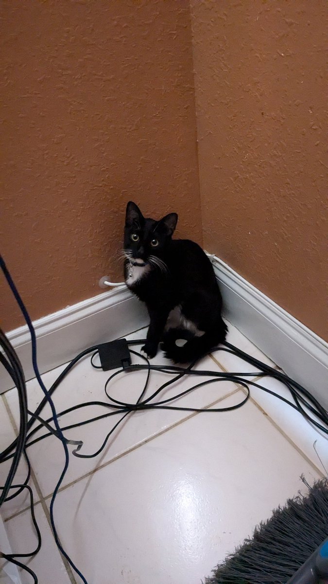 Holinater's tweet photo. Cat in da corner https://t.co/XbU3xt8dXp