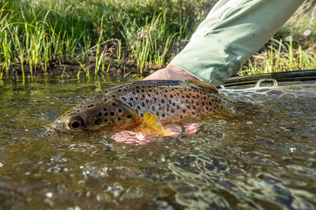 ElevenAngling's tweet photo. Colorado offers some of the most impressive scenery and best trout fishing in the U.S. At Taylor River Lodge, anglers are able to escape the crowds and experience these waters with the solitude we all dream of.

#flyfishing #elevenangling #elevenexperience @elevenexperienc https://t.co/y1hkhvYiMt