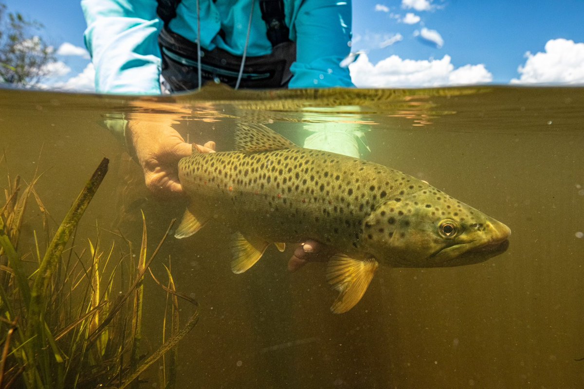ElevenAngling's tweet photo. Colorado offers some of the most impressive scenery and best trout fishing in the U.S. At Taylor River Lodge, anglers are able to escape the crowds and experience these waters with the solitude we all dream of.

#flyfishing #elevenangling #elevenexperience @elevenexperienc https://t.co/y1hkhvYiMt