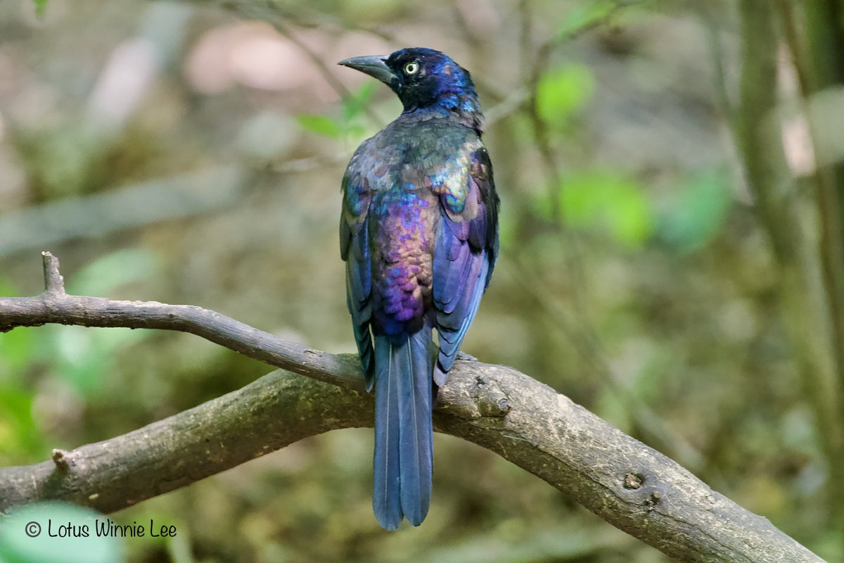 lotuswinnielee's tweet photo. Saw this Common Grackle by the feeders โฆ@CentralParkNYCโฉ on Saturday 8/24/2024, look at the colors, how can I not snap a picture? #commongrackle #grackles #birdwatching #wildlfe #fallmigration https://t.co/KKIW1026I8