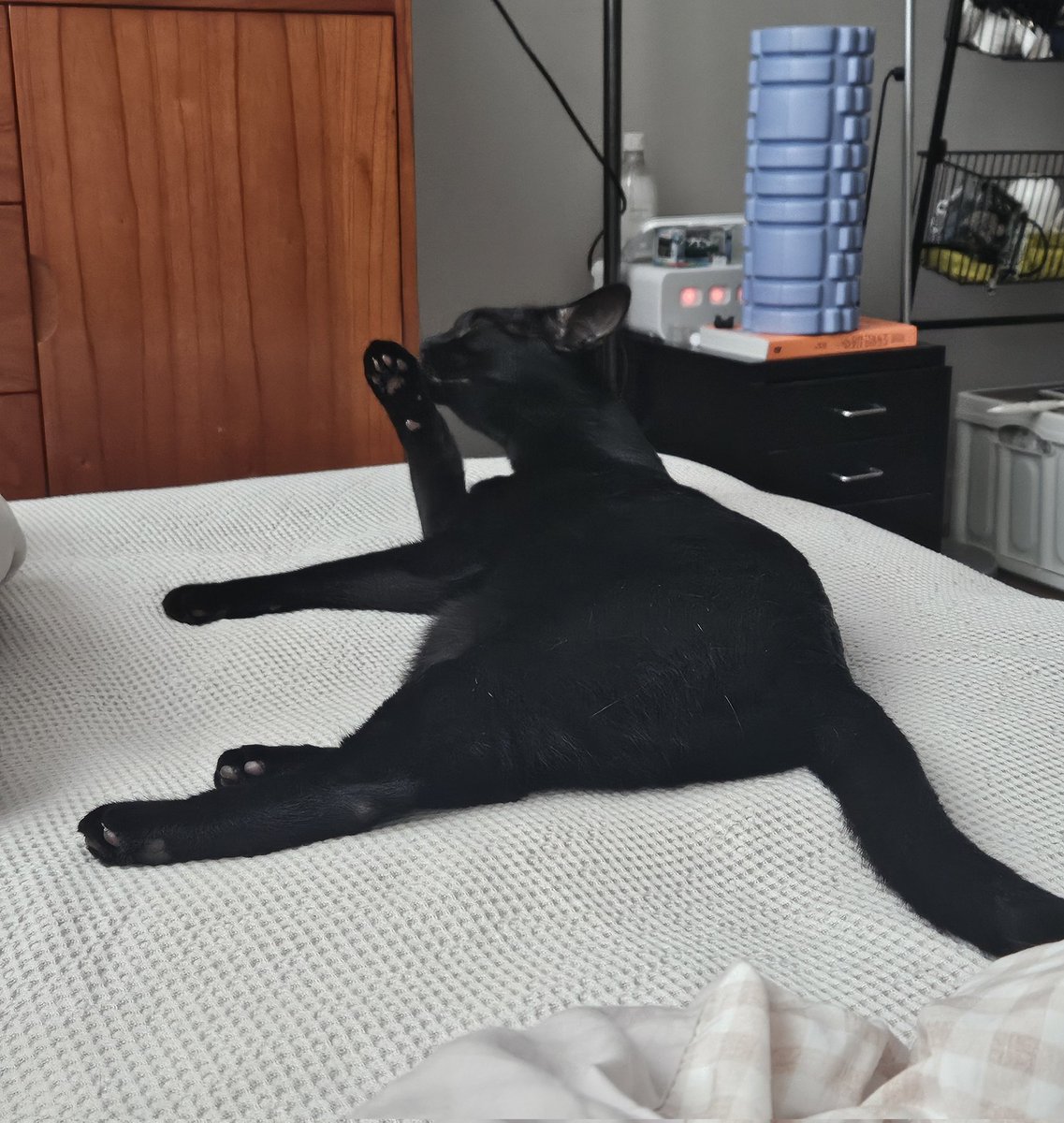 dotkavi's tweet image. 가비의 매력중 하나는 핑크 팥젤리죠.