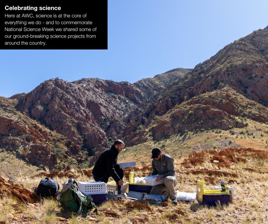awconservancy's tweet photo. Positive conservation news to end another month π
We're breaking up your newsfeed with some of the top stories we shared this month.
Which is your favourite? Let us know in the comments!
#AWC #AustralianWildlife #AWCInTheField #PositiveNews #ConservationOptimism https://t.co/J8dHZ3UJj4