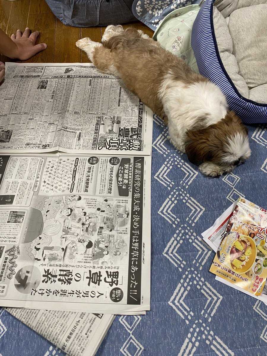 _roko318's tweet photo. おはんよ 新聞タイム ちょっとどかされた https://t.co/qQMeuffI6c