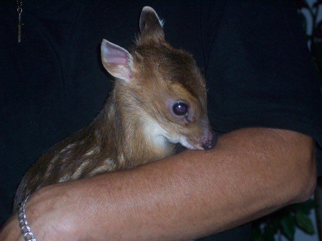 deershouldnt's tweet photo. I don't know if this would fix me but I'd like it anyways https://t.co/bVys1QIwuY