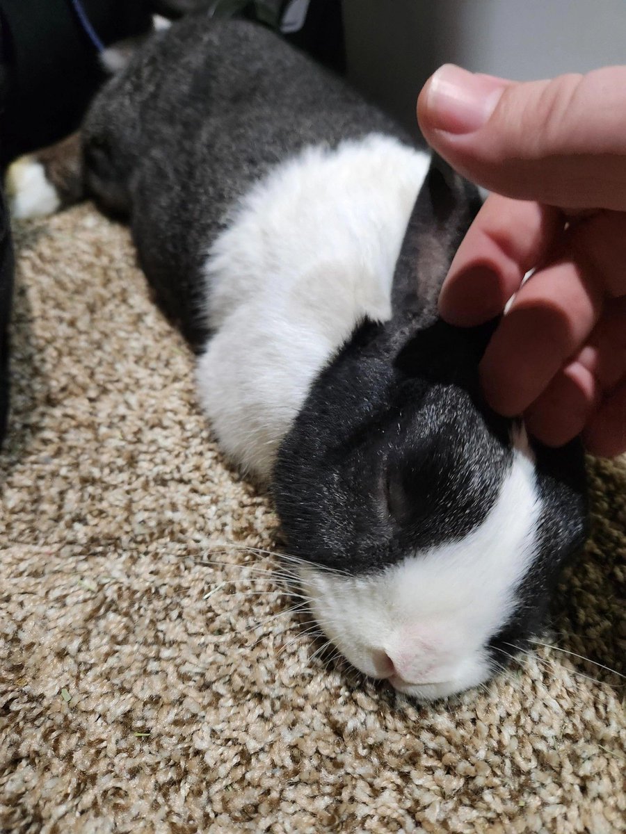 Mark 🐰🎨🖌️ tweet media
