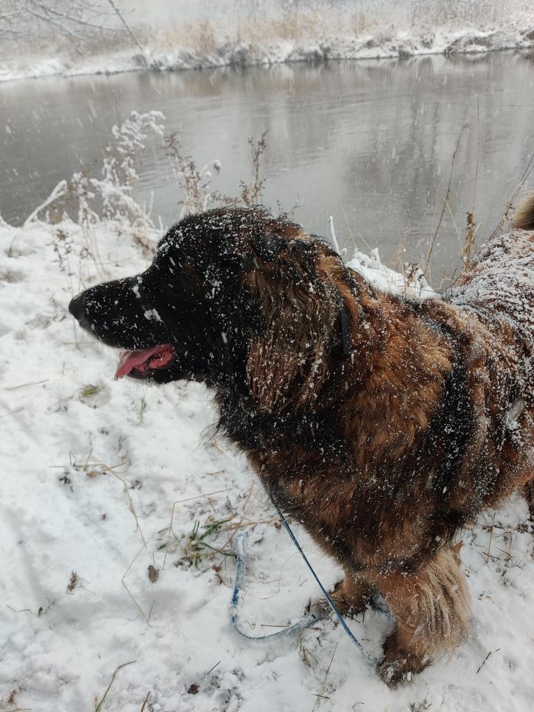 mandasmittens's tweet photo. @bunsenbernerbmd Orla loves snow almost as much as Bunsen! https://t.co/XoU6RqAKIj