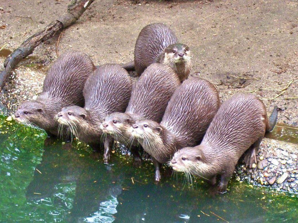 In_Otter_News2's tweet photo. Why does Steve always ruin photos... https://t.co/yFytKo5nyz