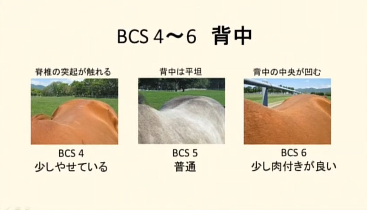 kyousouba1chan's tweet photo. 張りがあるかないか、筋肉か脂肪か、痩せているか太っているか。 https://t.co/gVlFmumch9