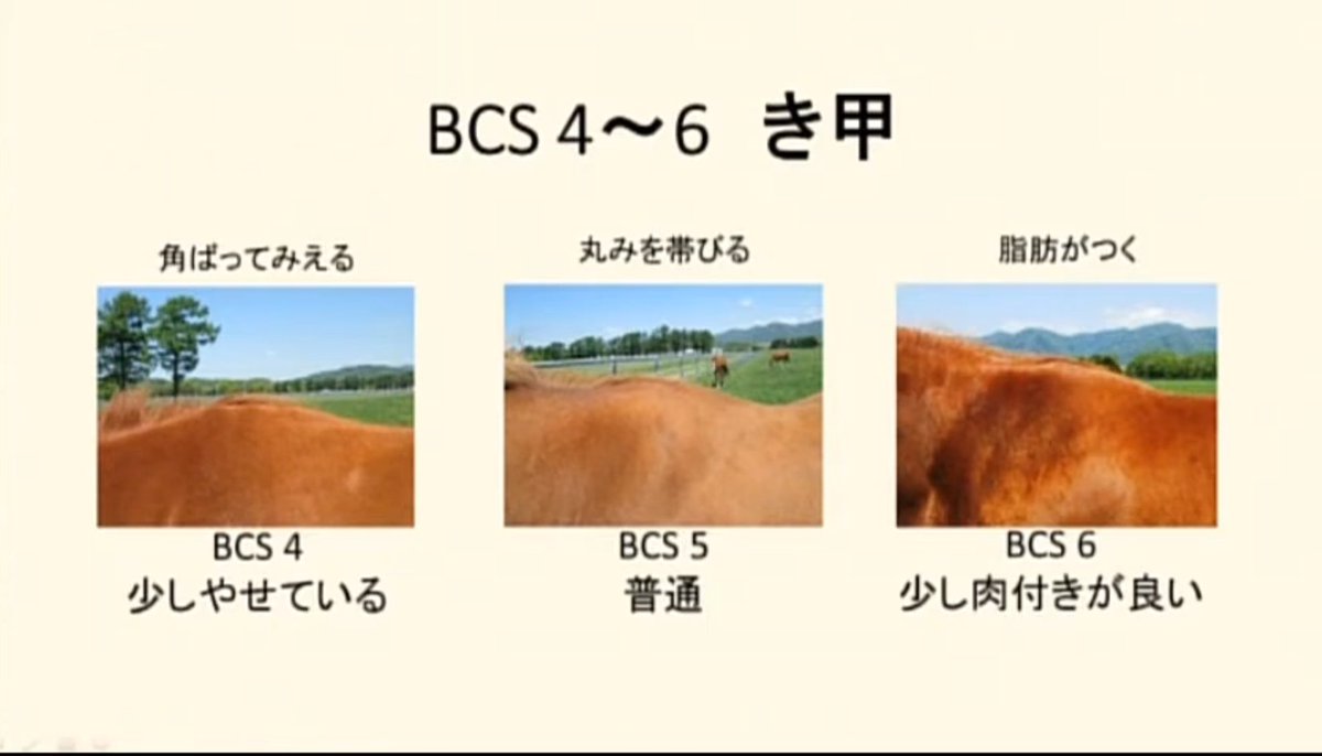 kyousouba1chan's tweet photo. 張りがあるかないか、筋肉か脂肪か、痩せているか太っているか。 https://t.co/gVlFmumch9