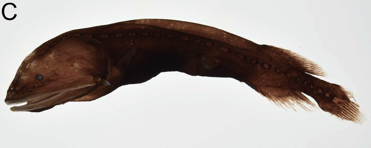 Species_Divers's tweet photo. Records of the Rare Flabby Whalefishes Cetomimus hempeli and Gyrinomimus bruuni (Teleostei: Beryciformes) from Japan #whalefish #kujirauo #SpeciesDiversity
🔓https://t.co/Z2ziyJG673 https://t.co/VUr59AGmfu