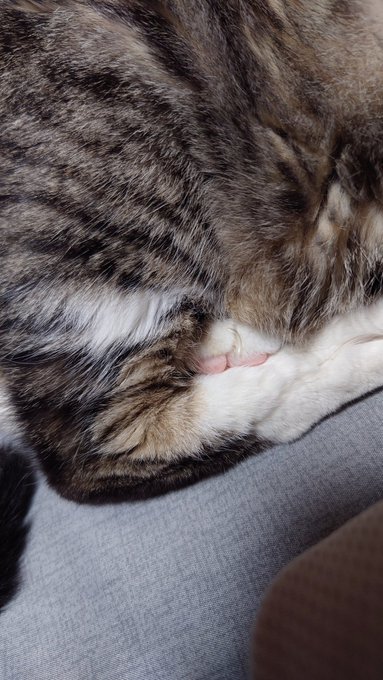 にくきゅうみえちゃってますよ//// 