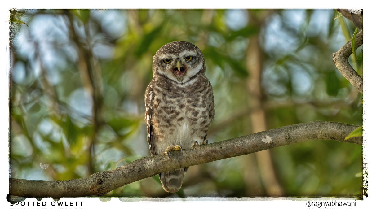 ragnyabhawani's tweet photo. @kirola_hemant Fabulous moment..here's one yawning.
#LearningWhileSharing
Spotted Owlet
#IndiAves #NatGeoIndia https://t.co/e2OE3PKXhk