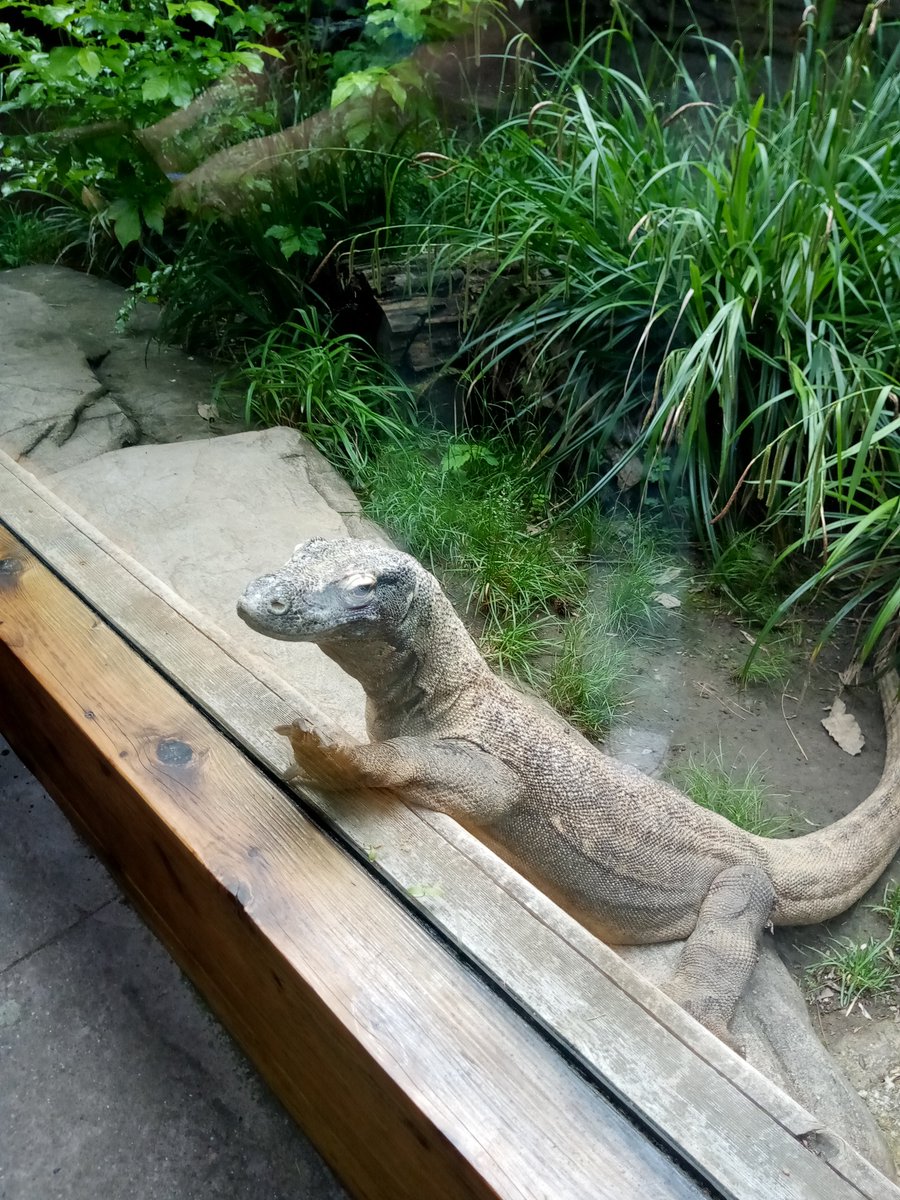 aurora_flame's tweet photo. Dragon at the zoo https://t.co/OjAdjlyCbs
