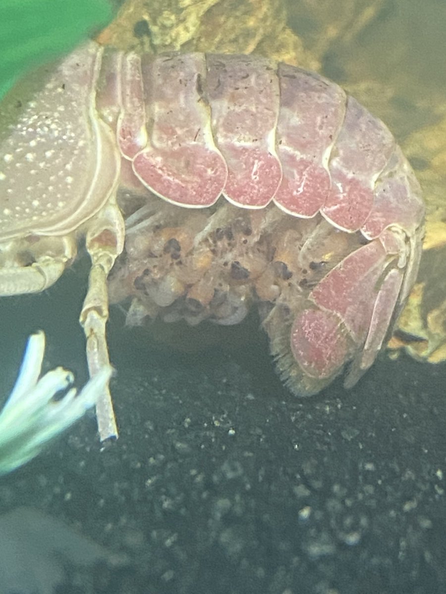 NeoProAquatics's tweet photo. It is so exciting to witness this! After 2 weeks, the craylings have finally hatched and are ready to begin their life. They will hold onto the mom for 3 more days before being released! #crayfish #craylings #aquarium #hobby #fish #tank #eggs #neoproaquatics https://t.co/TJJtmQeZ4i