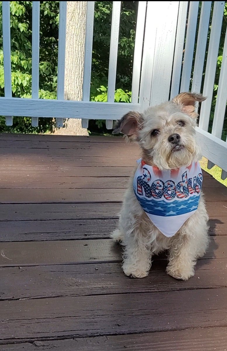 MariettaDaviz's tweet photo. @RealJamesWoods follow me, it's my dogs birthday month! Reedus is a walking dead dog named after Norman Reedus.
Hope you're a Daryl Dixon fan too! 😀
#10YearsOld #Malchi
@wwwbigbaldhead #TWDFamily #LaborDayWeekend 🇺🇲 https://t.co/7ZafTad0fH